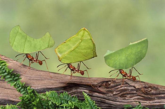 ciekawe fakty o mrówkach