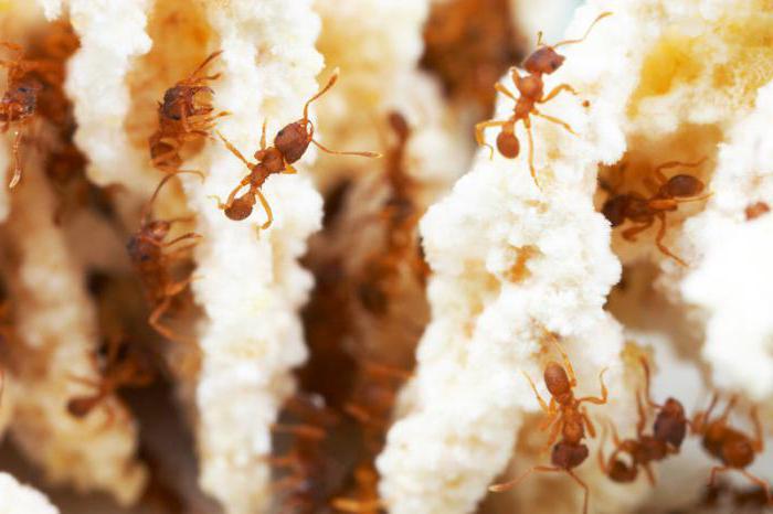 10 ciekawych faktów o mrówkach