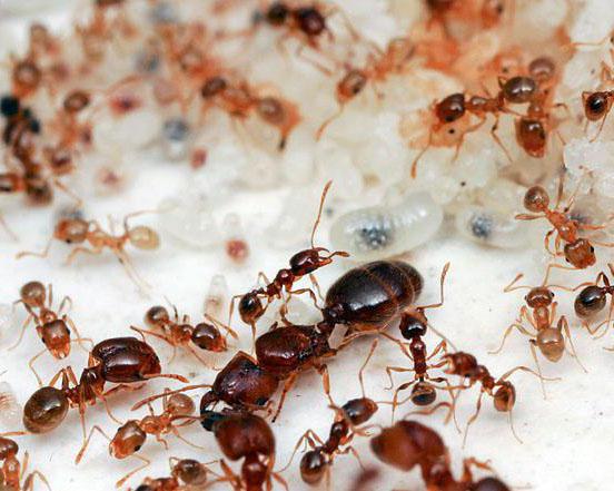 najciekawsze fakty o mrówkach