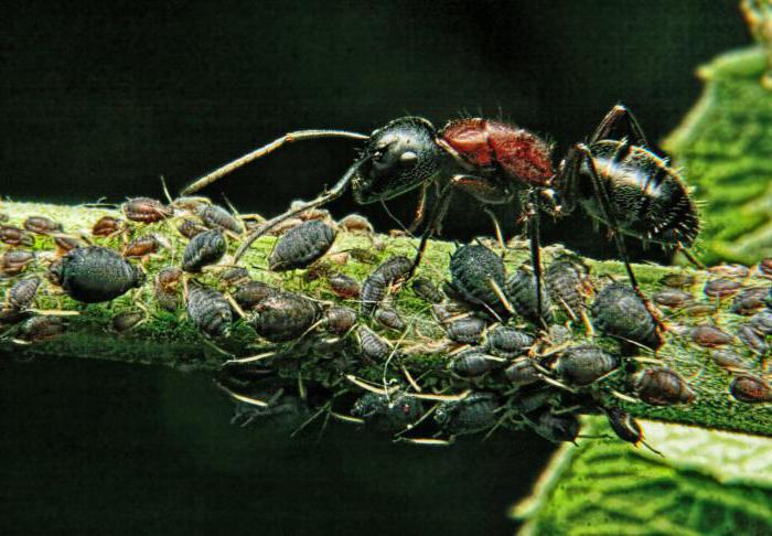 ciekawe fakty o mrówek dla dzieci