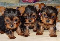 Why in sleep rushed the puppies? Dream interpretation will tell