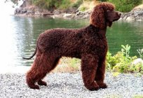 El perro spaniel de agua irlandés: el cuidado apropiado, la descripción de la raza y de los clientes