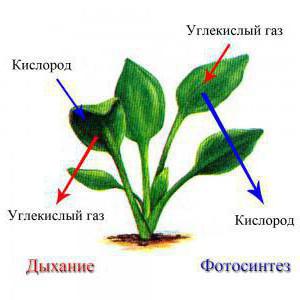 breath in the leaves of plants occurs in the cells of the organs