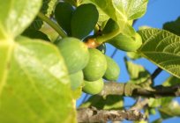 Jak wyhodować drzewo figowe w domowych warunkach?