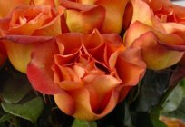 «Кава-брэйк»: ружа, аб якой мараць садоўнікі