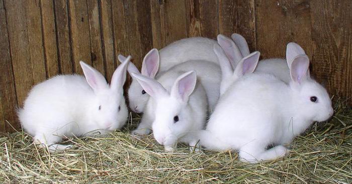 Haltung und Zucht von Kaninchen in Freigehegen