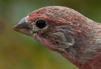 Beyin kuşları ve özellikleri