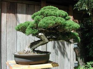 cómo cultivar un bonsai