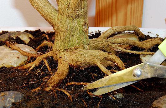 cómo cultivar un árbol de los bonsai en casa