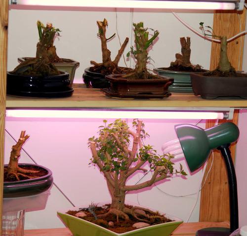 cómo cultivar un bonsai de roble