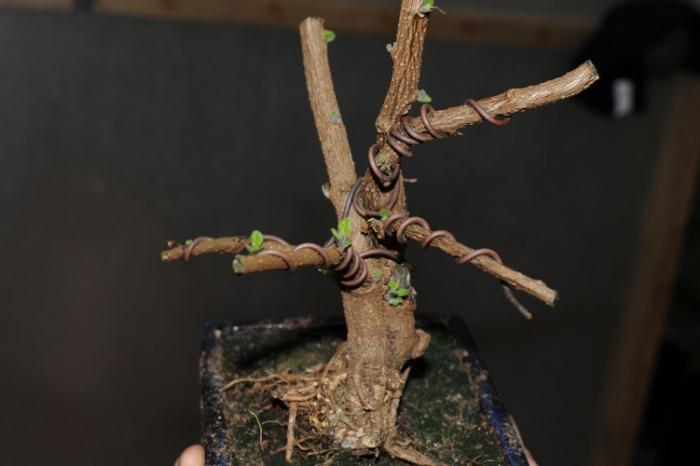 cómo cultivar un bonsai de arce