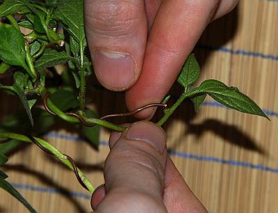 cómo cultivar bonsai