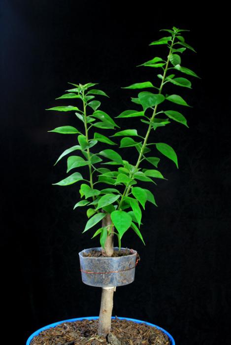 cómo cultivar un árbol de los bonsais
