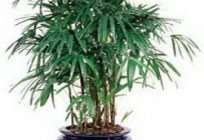 Enzyklopädie Zimmerpflanzen: Ficus benjamina – Pflege zu Hause