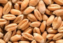 柔软的小麦：说明，种植、应用程序