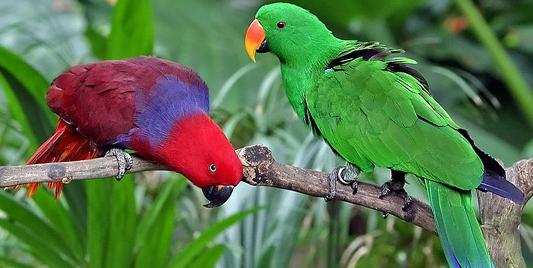 kaç çeşit papağan var dünyada fotoğraf