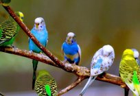 Papuga — jasne egzotyczny ptak. Ile gatunków papug istnieje w świecie?