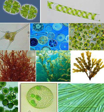 藻類学会の科学の留学