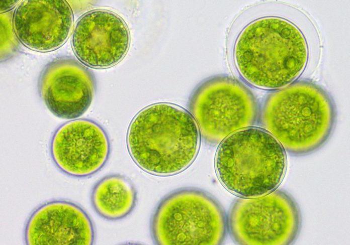 藻類学会の科学