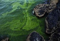 Альгология es la ciencia sobre las algas. Tipos y características de las algas