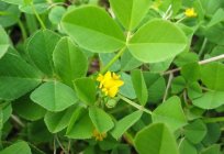 Herbaceous forage legume: the most common types