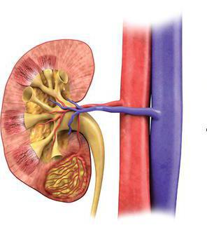 angiomyolipoma kidney treatment and danger