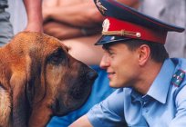 Die besten Serien über Polizisten: Gästebewertungen und Bewertungen