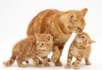 Eclampsia in cats: symptoms and treatment