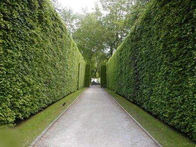 plants for hedges what to choose
