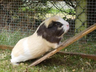 guinea pig why is it called