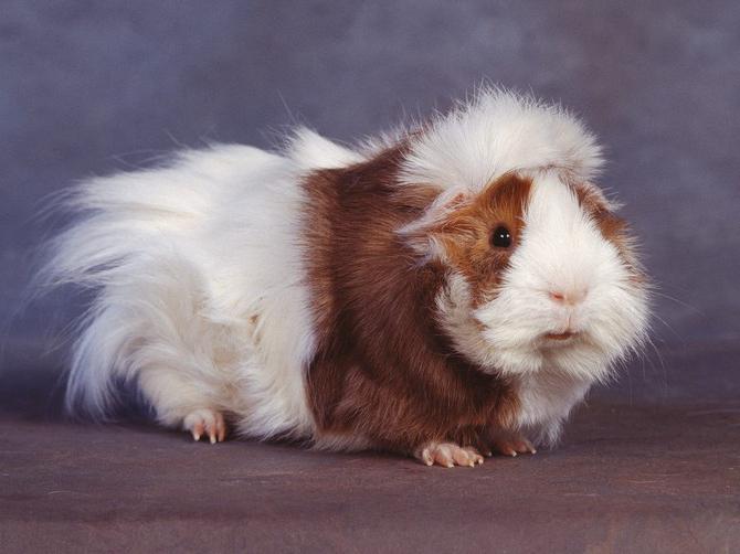 why is the guinea pig called