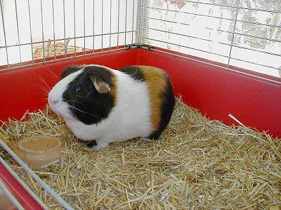 why guinea pig pig