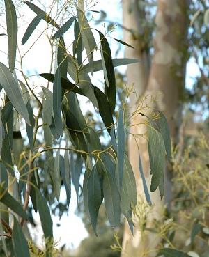therapeutischen Eigenschaften des Eukalyptus