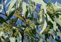 Eukalyptus. Die therapeutischen Eigenschaften des einzigartigen Baumes
