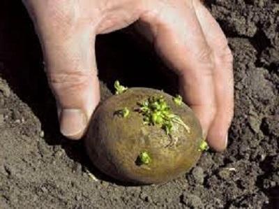 wie wachsen Kartoffeln