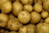 Cómo cultivar patatas en la casa de campo?