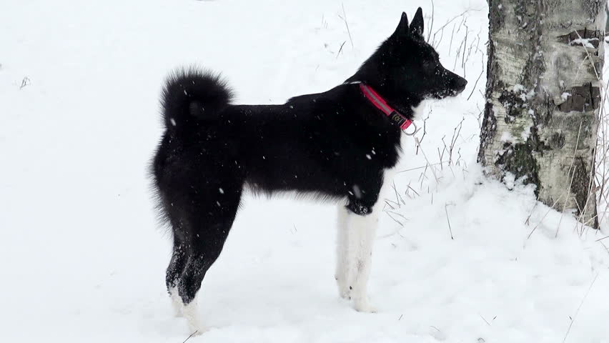 Russo-European Laika in the snow