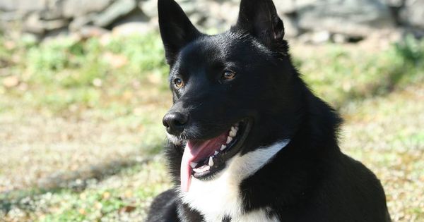 the Russian-European Laika is a self - sufficient dog