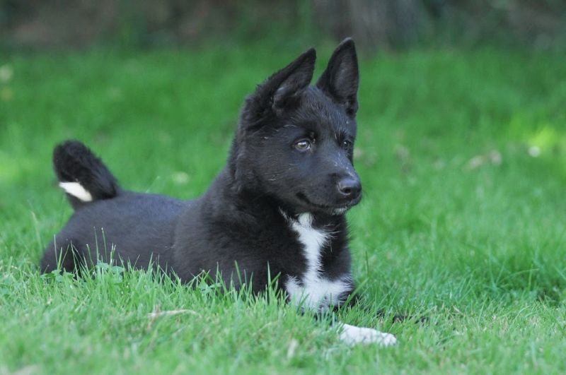 Puppy Russo-European Laika in the grass
