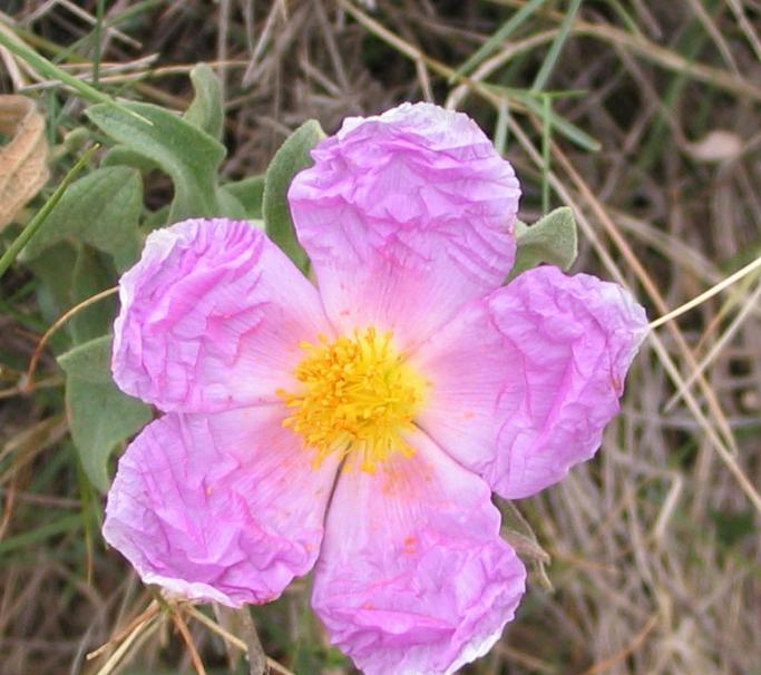 rosemary rose