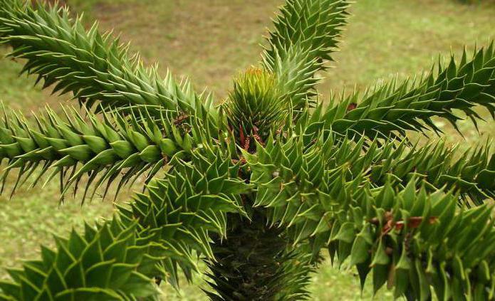 qué forma de los árboles араукария chilena