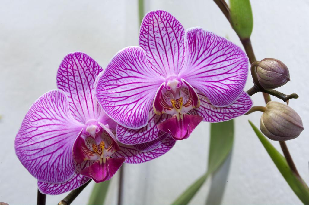 como multiplicar orquídeas em casa