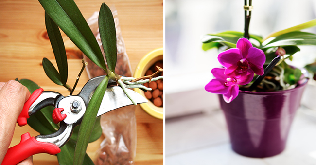 como se multiplican las orquídeas de la foto
