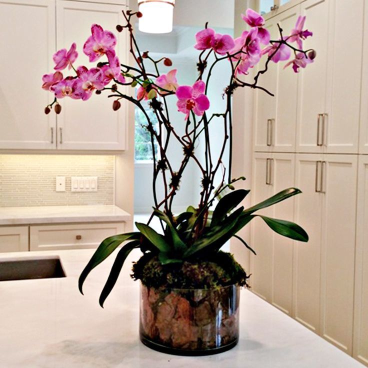 cómo criar un hogar orquídea phalaenopsis