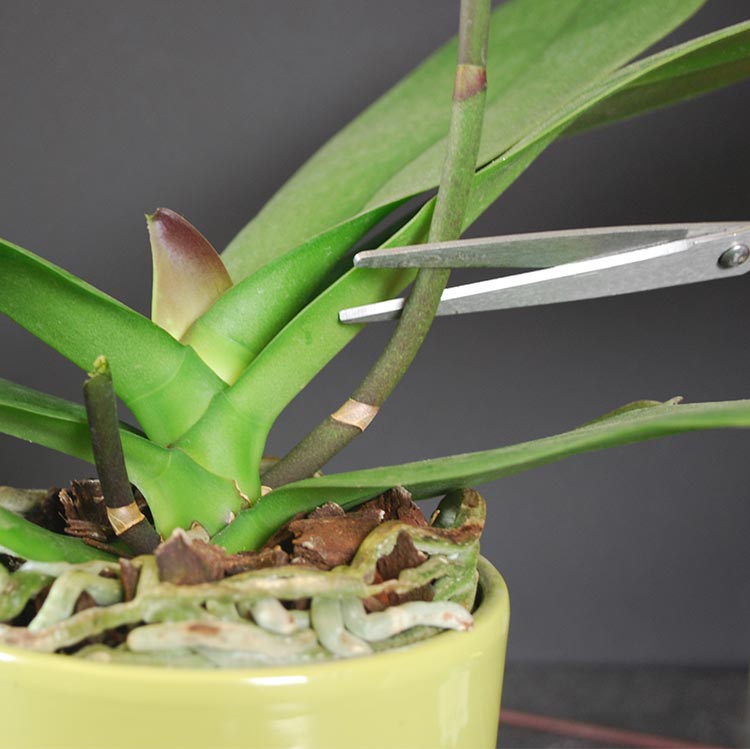 como se multiplica orquídea em casa foto