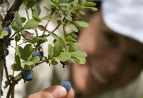 Blueberry garden: planting and plant care