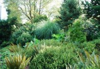 Conifers in the country: choosing and planting