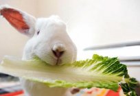 Pode-se coelhos арбузные capa: características de alimentação e recomendações