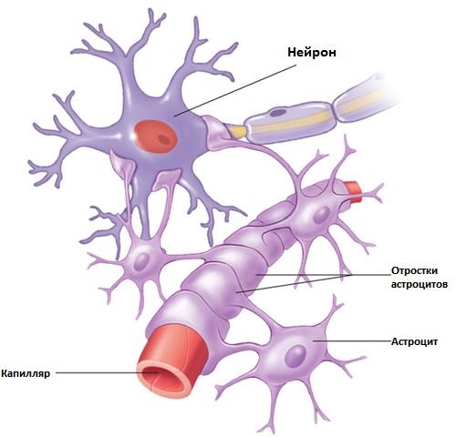 las células Gliales en el cerebro