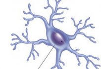 Glial cell. Functions and features of glial cells
